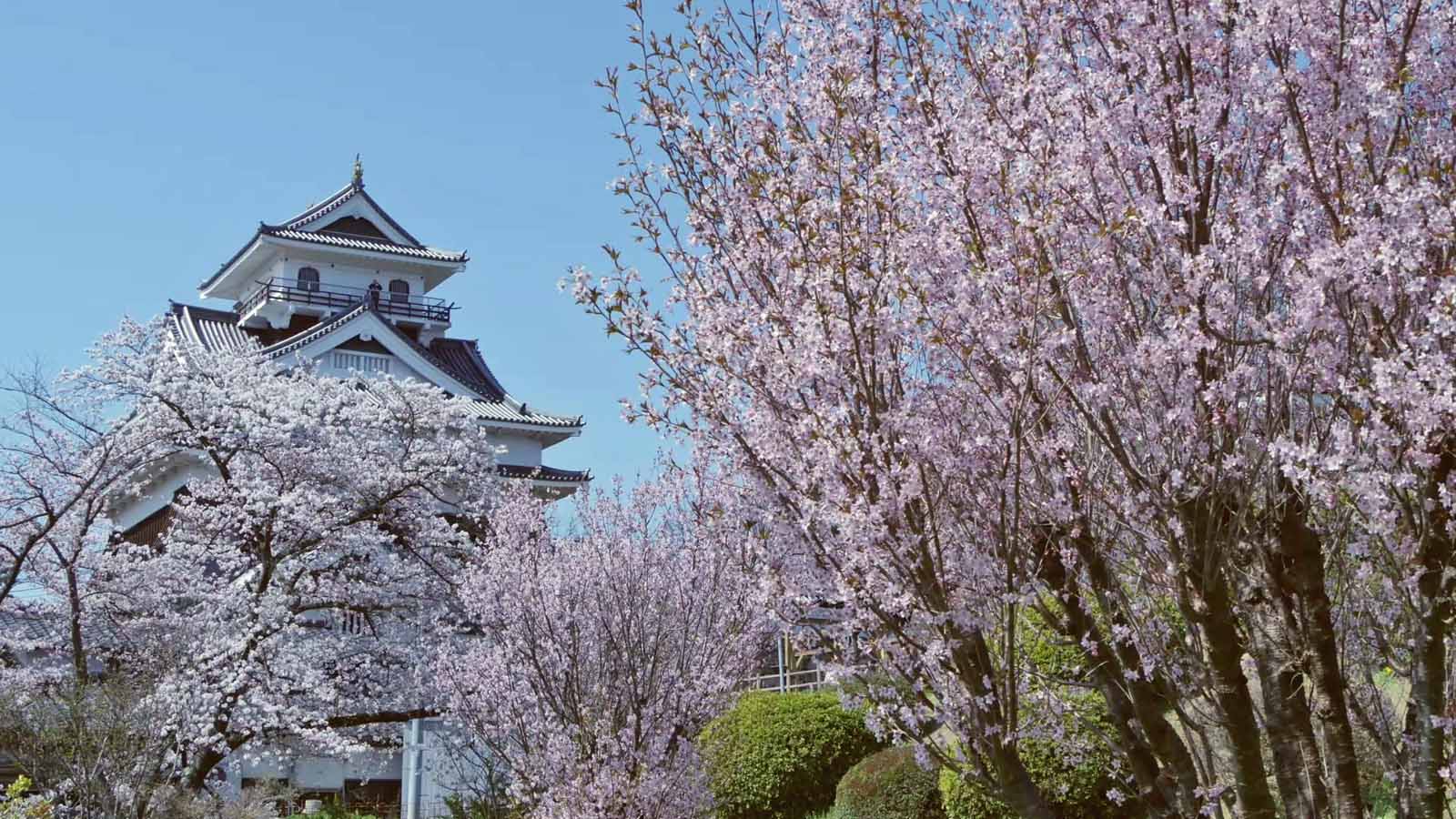 Cherry blossoms and Kaminoyama Castle