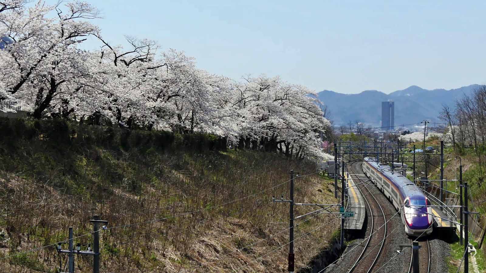 Cherry blossoms and Shinkansen train
